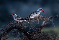 172 - BABY HORNBILLS - VAIDYA PRASHANT - india <div